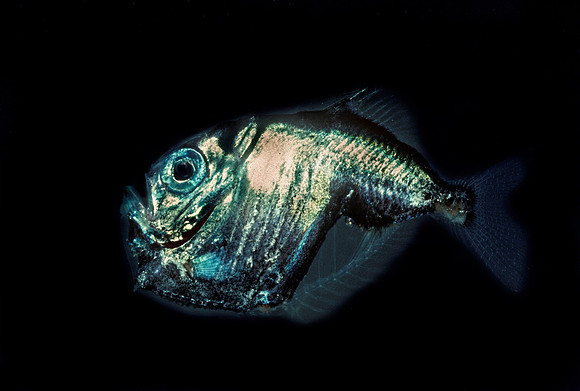 Hatchetfish - 2