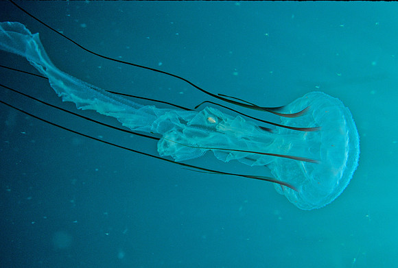 Purple-stripe Jelly Juvenile - 2
