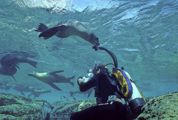 Diver & Sea Lion