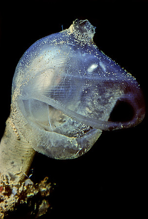 Predatory Tunicate - 2