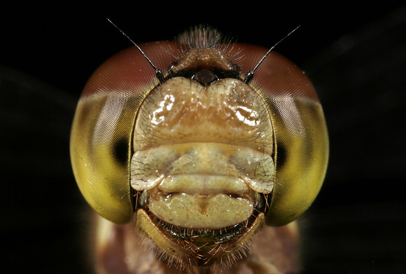 Dragonfly - 6