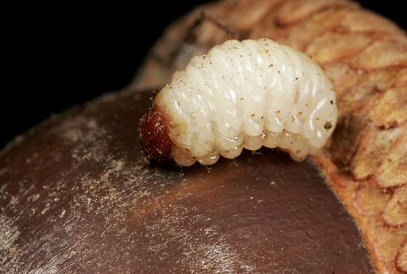 Acorn Weevil Larva Emerging - 2