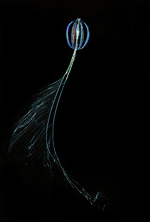 Sea Gooseberry - 3