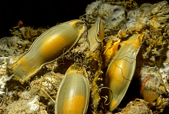 Filetail Catshark Egg Cases - 2