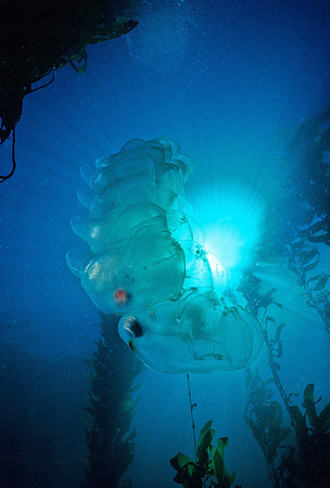 Aggregate Salp - 8