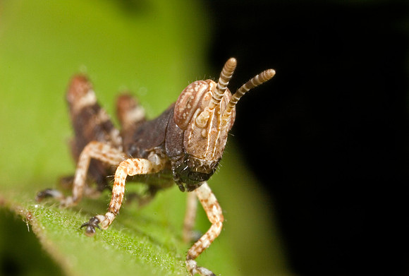 Juvenile Grasshopper - 2