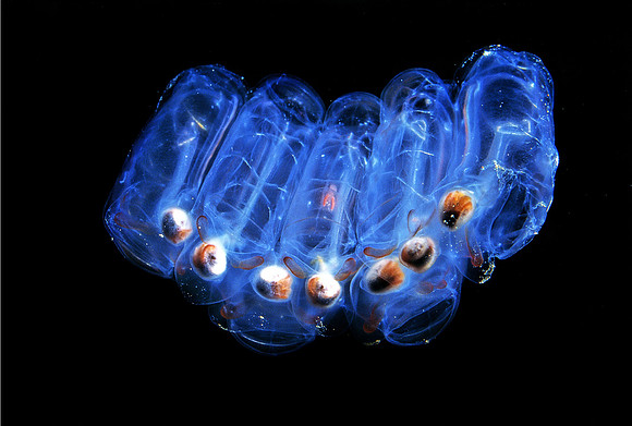 Aggregate Salp - 4