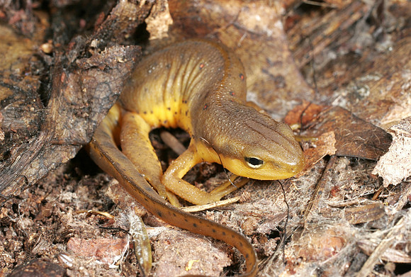 Newt - 1