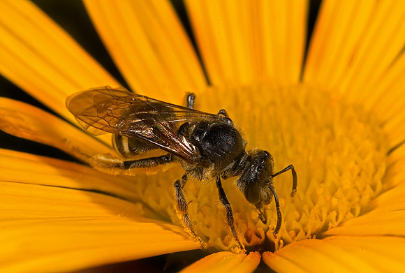 Sweat Bee - 1