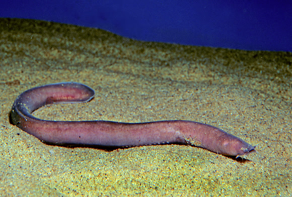 Hagfish - 2