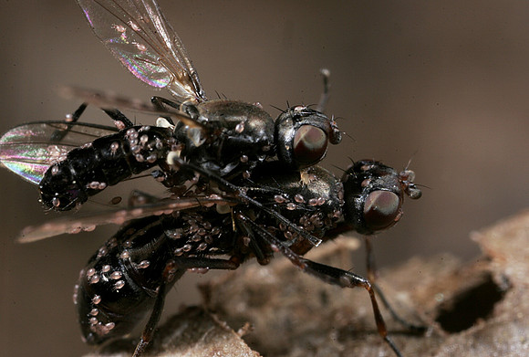 Scavenger Flies Mating - 5
