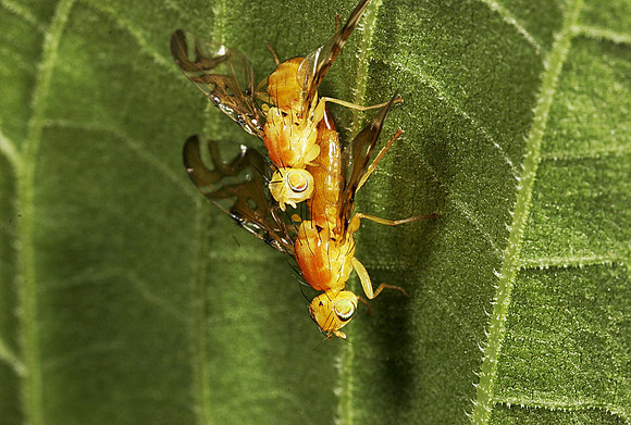 Orange Flies Mating - 4