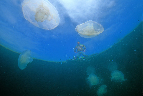 Moon Jellies & Man in Boat