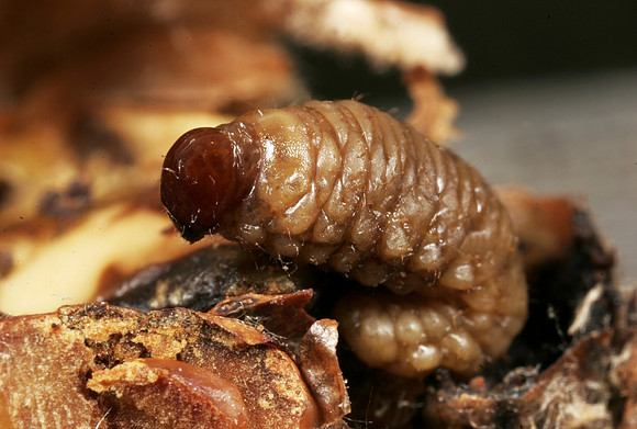 Acorn Weevil Larva - 3