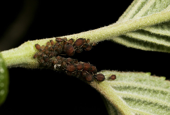 Aphids - 10