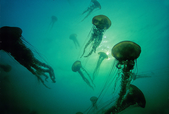 Sea Nettle Swarm - 1