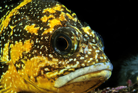 China Rockfish - 1