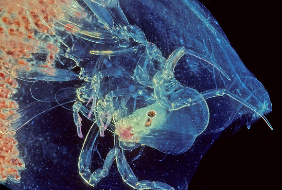 Phronima - 2
