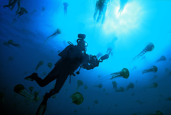 Diver & Sea Nettles - 2