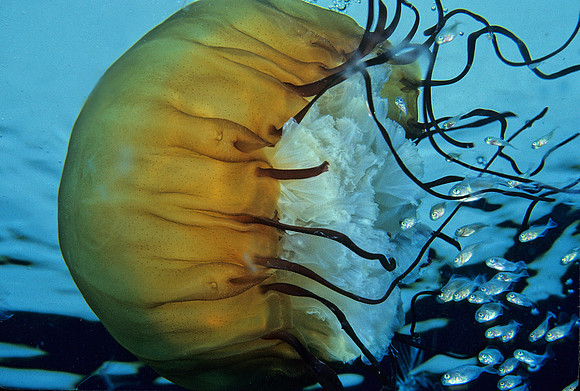Butterfish & Sea Nettle - 4