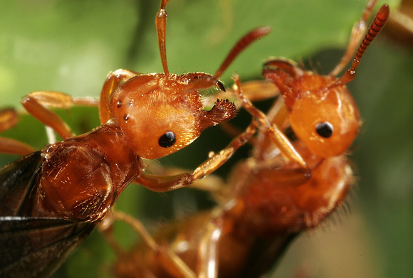 Red Ants - 1