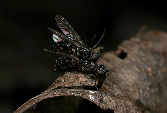 Scavenger Flies Mating - 4