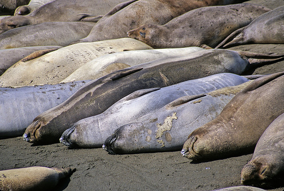 Elephant Seals - 1