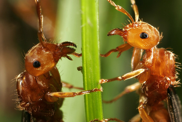 Red Ants - 3