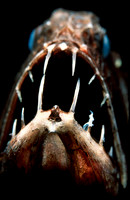 Fangtooth - 1