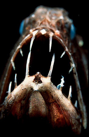Fangtooth - 1