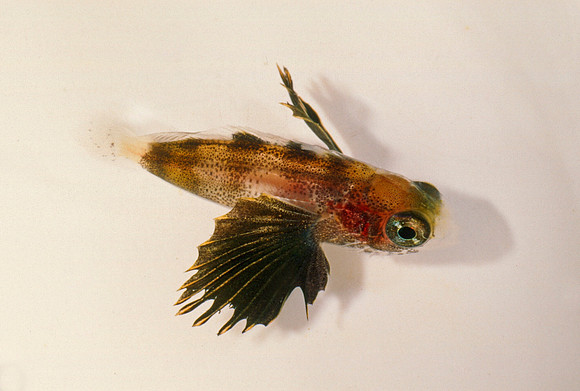 Juvenile Thornyhead