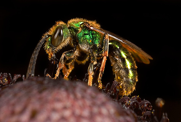 Green Metallic Bee - 1