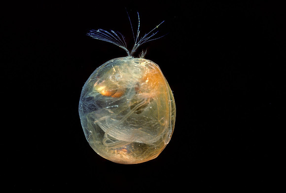 Giant Ostracod - 3