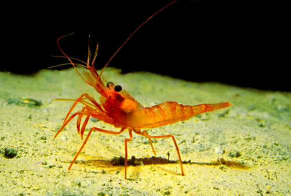 Benthic Shrimp