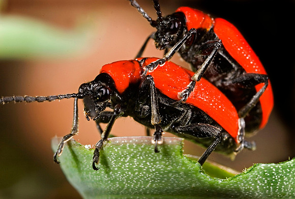 Lily Beetles Mating - 1