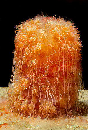 Benthic Siphonophore