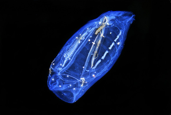 Solitary Salp - 1