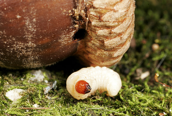 Acorn Weevil Larva Emerging - 3