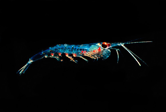 Krill - 1