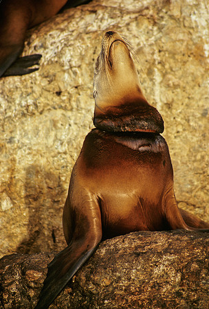 Sea Lion with Neck Ring Wound