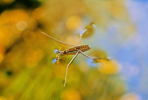 Water Strider