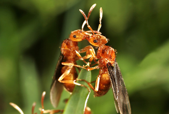 Red Ants - 4