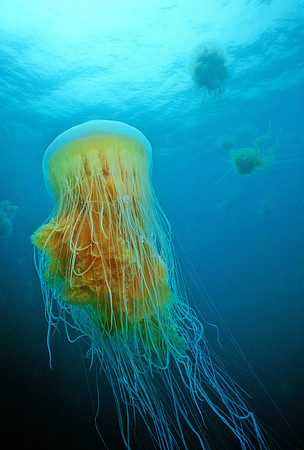 Egg-yolk Jellies
