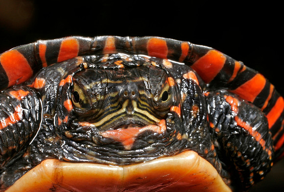 Painted Turtle - 1