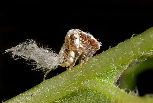 Planthopper - 1