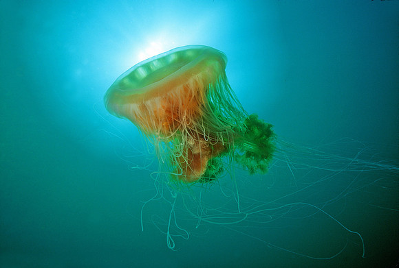 Egg-yolk Jelly - 2