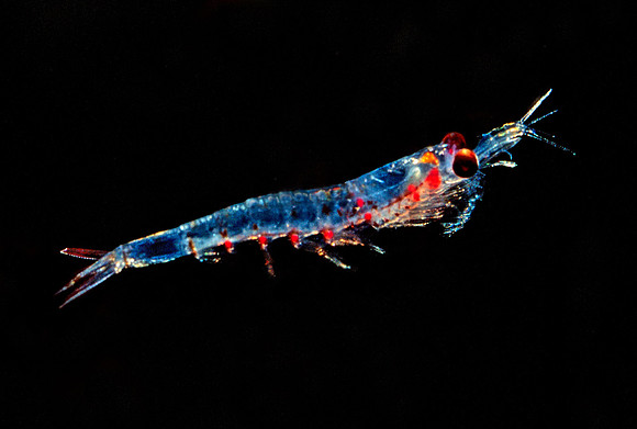Krill - 2