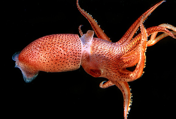 Cock-eye Squid - 2