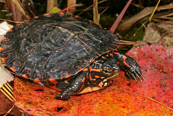 Painted Turtle - 2