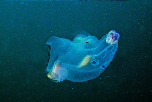 Heteropod - 3